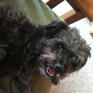 Meet your Posher, Noelle